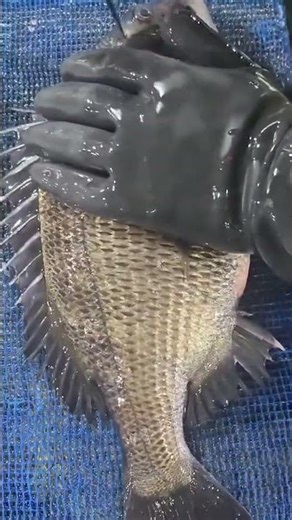 This is one of the very good processes for processing tilapia fish. #machinerychannel #wood