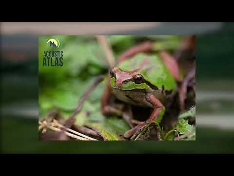 Pacific Chorus Frogs from the Acoustic Atlas