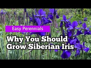Why You Should Grow Siberian Iris | Easy-Care Perennial with Elegant Foliage and Stunning Blooms