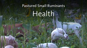 Pastured Small Ruminants Production – Welfare, Health and Biosecurity