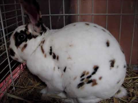 Rex Tricolore, Ensisheim 1.12.2012