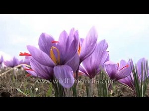 Cultivated Crocus sativus flowers' stamens yield saffron when dried