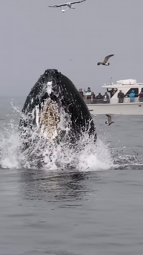 What Are These Things That Stick To The Whales Body? #shorts | barnacles removal