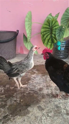 Mis pollos Kikiriki...👍🏻🤠🐓