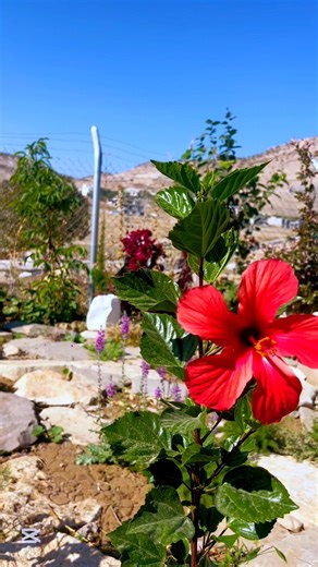 Shakr Sreshmay on Reels