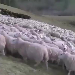 137K views · 506 reactions | Sheep from sheep | Farmer Life | Facebook