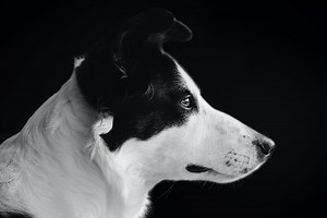 6 Factors That Influence a Dog's Behavior