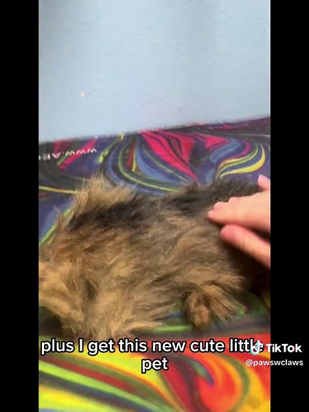 Essential Cat Grooming Tips for Matted Fur Care