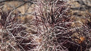 Cacti in the Arizona desert. Arizona claret-cup cactus, Arizona hedgehog cactus (Echinocereus arizonicus), USA