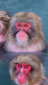 Monkey Onsen video took in Japan #nature #wildlife #monkey #onsen #japan HA10590 | HAWI Studios