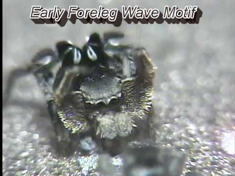 Jumping spider mating dance and song: Habronattus schlingerii