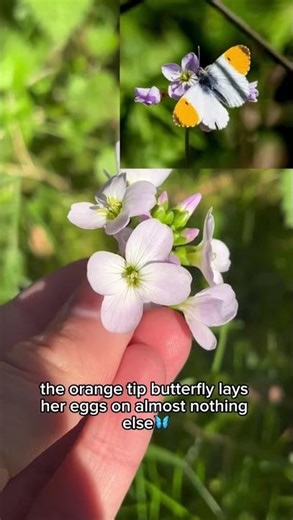 This little flower packs a punch! Forage it now🌸🌱