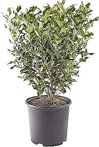Ligustrum 2.25 Recurvifolium Ligustrum Privet Shrub