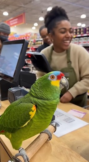“Refund Please!” — Parrot Argues With the Cashier 😂 😂 🦜 😂 #fblifestylechallenge #FunnyParrot #ParrotComedy #ParrotFails #TalkingParrot #PetHumor #BirdLovers #ParrotLife #BirdTok #ParrotTok #PetTok #ViralVideo #ReelsTrending #TrendingNow #MustWatch #LaughOutLoud #ComedyReels #DailyLaughs #InstantSmile #CutePets #FunnyAnimals #AnimalLovers #AnimalComedy #PetReels #AmazonParrot #YellowNapedAmazon #TalkingBird #BirdVoice #SmartParrot #ParrotMoments | Parrots Prank