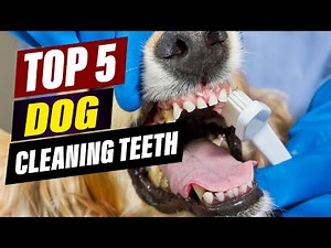 Best Dog Toothpaste and Toothbrushes: A Buyer's Guide