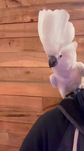 41K views · 968 reactions | I'm MAKO , I'm 23 year old ❤️ . . . . . #reels #parrot #birdlovers #parrotlover #reelstrending #reels2024 #cockatoo #parrotlovers #explorepagereels #usa #birdsounds #fypシ #birds #birdlife | Reels Parrot | Facebook