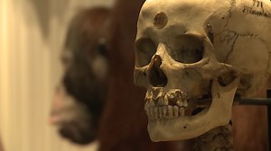 Watch scientists discover the oldest human footprints ever found