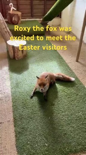 Roxy the fox super excited , hand reared by a member of the public since birth she loves people