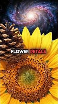 Fibonacci Accidentally Discovered Gods Mathematical Code