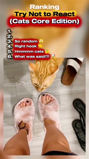 Ranking Try not to React (Cats Core Edition) #cats