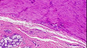 Section of human duodenum filmed under microscope with 100x magnification on bright field. Scientific pattern of small intestine enlarged for learning its structure in biological lab. Gastric theme Stock-video