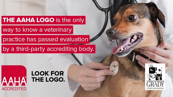 🐶 Celebrate AAHA-Accredited Hospital Day with Grady Vet 🐱 We are proud to celebrate AAHA-Accredited Hospital Day July 22nd. Our incredible team is dedicated to delivering on the over 600 standards of care outlined by the American Animal Hospital Association (AAHA). Along with AAHA, Grady Veterinary Hospital is committed to better care for pets and their people. | Grady Vet