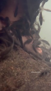 333K views · 7.1K reactions | மருத்துவ மீன்கள்隆 Garra Rufa Fish | Doctor Fish | பாதசிகிச்சை குறவை மீன் #nature #villagelife #spa | Allwin Jilly | Facebook