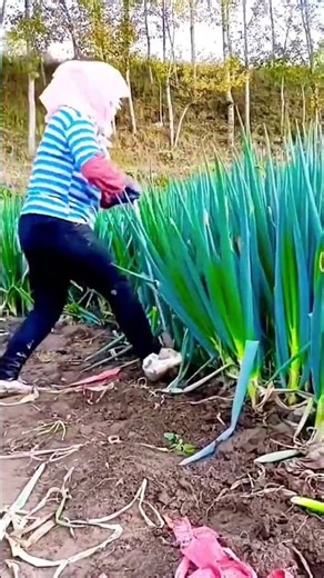 cool technique for harvesting giant spring onions #shorts