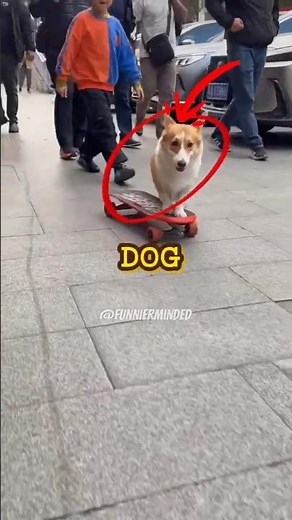 This Dog Is Better at Skateboarding Than Most Humans