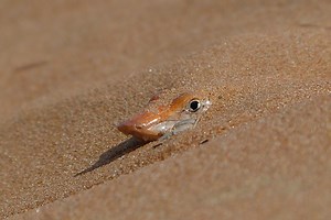 Sandfish Food, Water & Supplements | Sandfish Care Guide | ReptiFiles