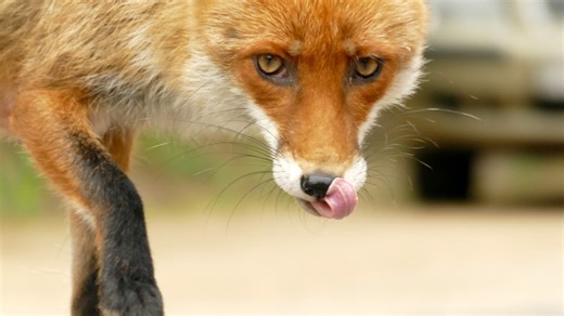 Rabid fox found in Chesapeake after encounter with resident, health officials say