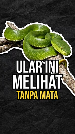 Misteri Sensor Panas Ular Rahasia Berburu Dalam Gelap Total Tanpa Cahaya