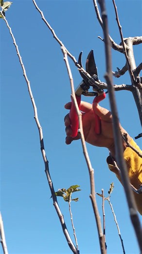 46K views · 207 reactions | Pruning and traning #fblifestyle | Situ Chauhan Orchardist | Facebook