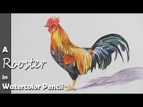 How to Paint a Rooster or a Cock or a Chicken in Watercolor Pencil | step by step easy