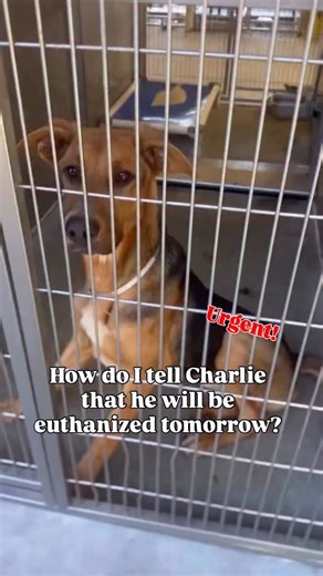 3.6K views · 1.6K reactions |  SOS: Charlie is just a Baby and his...