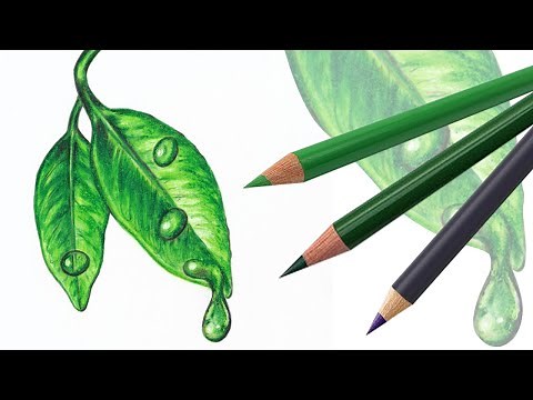 Realistic Leaf Drawing with Dripping Water || Easy Pencil Color Drawing Tutorial