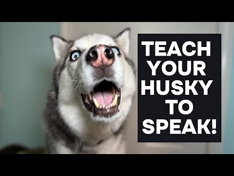 HOW TO TEACH YOUR HUSKY TO SPEAK