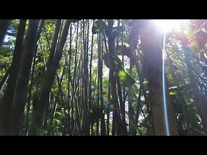 The hidden wonders of St. Pete's Sunken Gardens