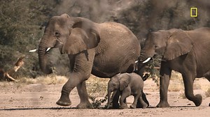 Preview of National Geographic’s ‘The Secret World of Elephants’