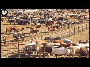 How California Farmers Earn $67 Billion From Livestock - Modern Animal Farming