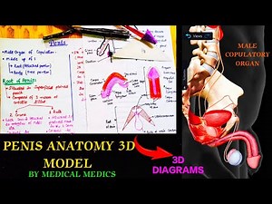 Penis Anatomy 3d | Root & Body of Penis | Support of Penis | Medical Medics