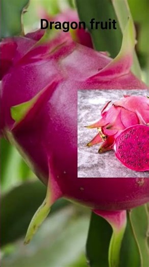 #Dragon fruit, #how to plant dragon fruit, #Agriculture, #healthandwellness, #soiltypes,