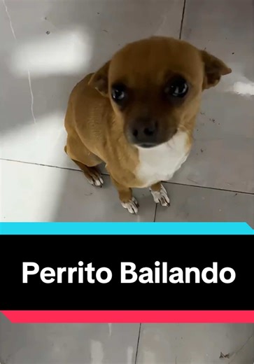 El Baile del Perrito Chihuahua: ¡Diviértete con su Ritmo!