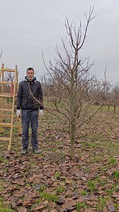 Egy 8 éves káki (datolyaszilva) fa metszését mutatom be ebben a videóban. A megosztásokat köszönöm :) | Harcz Endre - kertészet, különleges növények