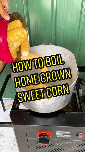 How to boil that Home Grown Sweet Corn on the Cob.. #cornonthecob #dinnerideas #fyp #lococookers #sweetcorn #dinner