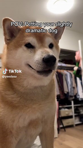 Wilhelm scream? More like Kylo scream | Dramatic Dog