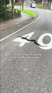 Callaghan's Friendly Python