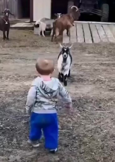 #funny cat#cat dance#foryou#foryoupage#trend#tiktok