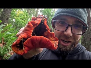 Lobster & Chanterelle Hunt in the PNW: Forage & Feast on Wild Red & Gold!