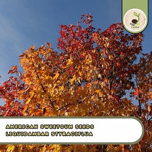 American Sweetgum Seeds – Liquidambar Styraciflua, Hardy Fast-growing Tree - Etsy